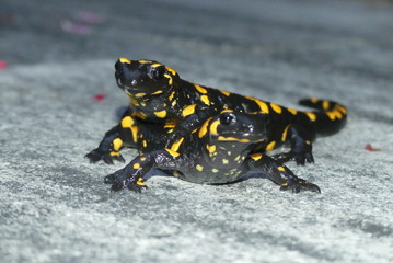 Revierkämpfe der Feuersalamander 