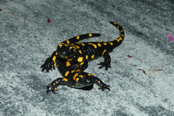 Revierkampf der Feuersalamander