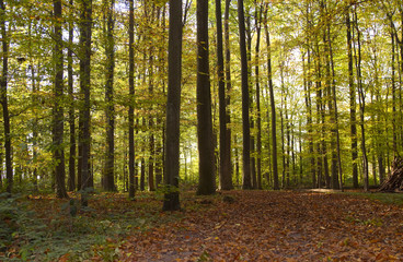 Herbstwald