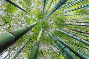 look up in green bamboo forest 