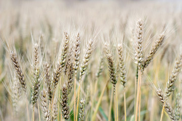 golden wheat paddy field at autumn in countryside 