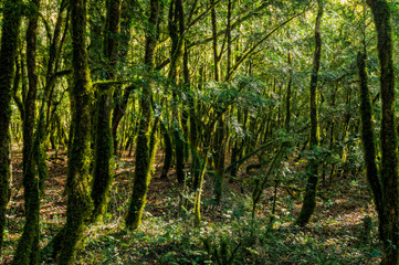 Деревья в лесу,  стволы, покрытые мхом.
