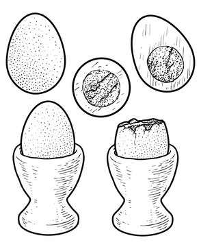 Boiled egg illustration, drawing, engraving, ink, line art, vector