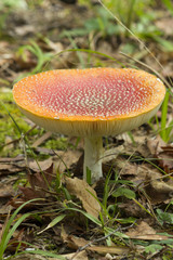 Brightly colored mushroom growing on a lawn