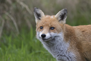 red fox close up portrait while in long grass with background
