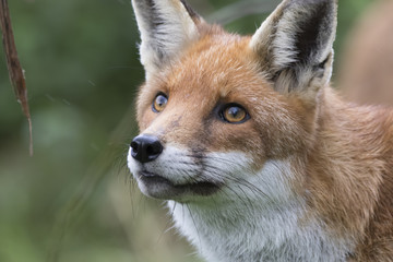 red fox close up portrait while in long grass with background
