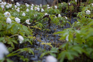 Rainy spring forest