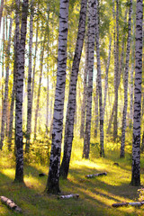 Birch grove in the morning forest. Beautiful birch on the background of the sun rays in the forest.
