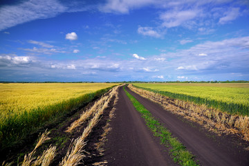 Summer green field in a village against a beautiful blue sky