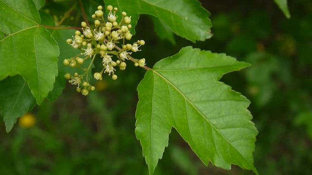 Flowering snowball tree in the wind. Video the static camera. Viburnum opulus