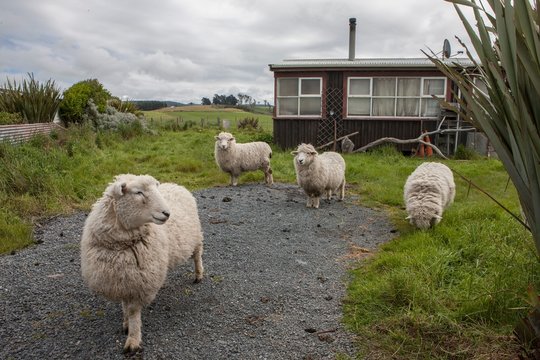 Sheep at Kaka Point