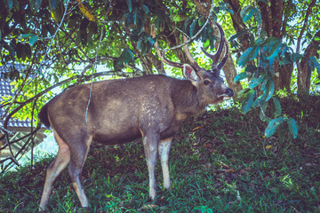 Deer walking on the lawn. In the park. Thailand