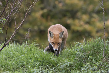 red fox close up portrait while in long grass with background