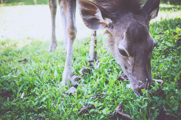 Fototapeta premium Deer walking on the lawn. In the park. Thailand