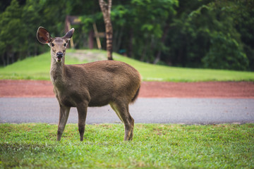 Deer walking on the lawn. In the park. Thailand