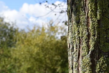 Lichen on tree