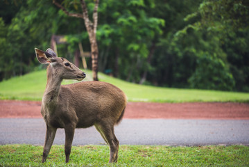 Deer walking on the lawn. In the park. Thailand