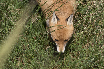 red fox close up portrait while in long grass with background