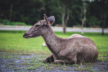 Deer walking on the lawn. In the park. Thailand