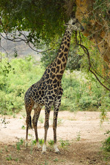 Obraz premium Giraffe eating leaves of a tree