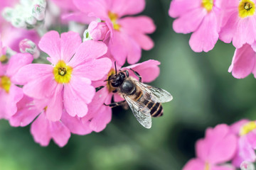 close up of bee gathering honey from pink flower