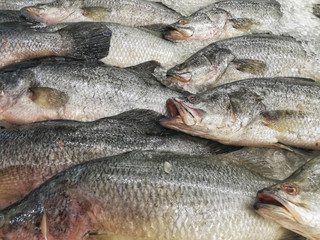 Cluster of sea bass for sale at supermarket. Fresh fish on the ice for selling.