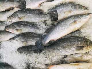 Cluster of sea bass for sale at supermarket. Fresh fish on the ice for selling.