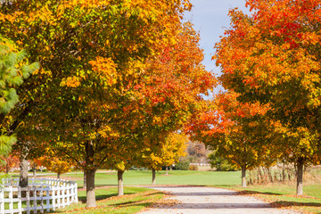 Bright fall colors grace sugar maple trees on a sunny fall day along a winding driveway with a...