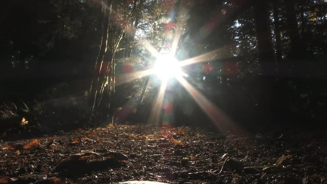 Time lapse in autumn forest of sun setting behind trees, transitioning to dark.