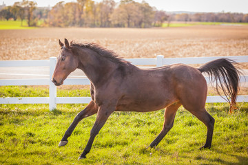 A bay Thoroughbred OTTB cantering in a pasture with a white fence and the fall farm landscape in the background.
