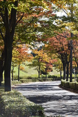 秋の散歩道