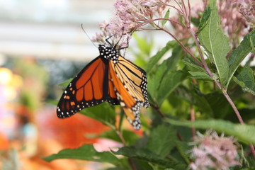 Monarch in the Garden