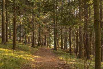 Fototapeta na wymiar forest background