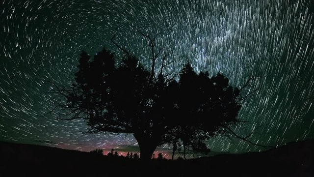 Lone Juniper Tree and Red Northern Lights Abstract Star Trails Night Time Lapse