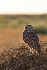 Bird burrowing owl overlooking field
