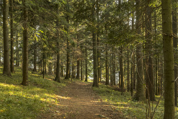 Naklejka premium forest background