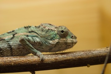 Chameleon