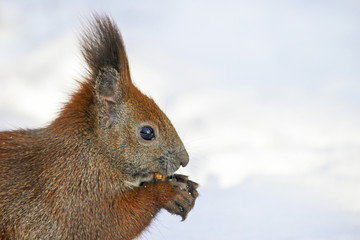 Obraz premium Cute fluffy squirrel eating nuts in the winter forest.