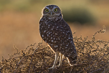 Bird burrowing owl overlooking field