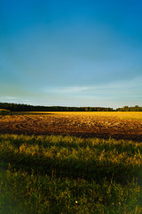 Stoppelfeld am Morgen