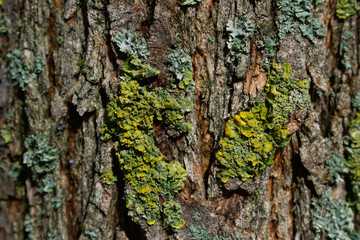 Lichen on tree