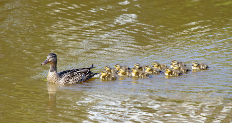 Ducklings