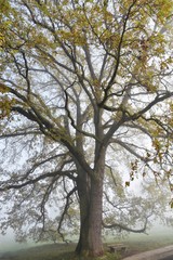 Landscape with a beautiful old Oak tree on a foggy Autumn morning