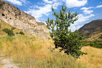 A lonely tree grows against the background of the ancient city of Vardzia.