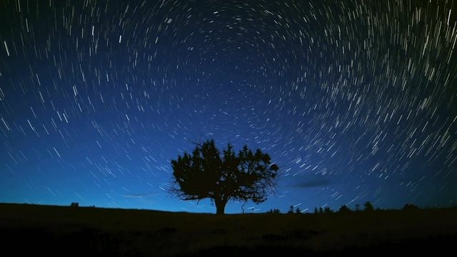 North Star Above Lone Juniper Tree and Blue Abstract Star Trails Night Time Lapse