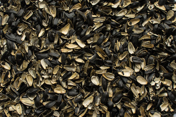 Husks of sunflower seeds.