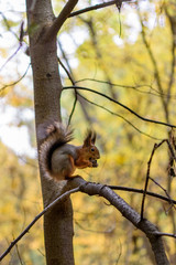 Squirrel on the tree eat the nut