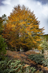 Autumn Trees on Etna Mountain