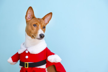 Basenji dog dressed in Santa Claus suit.