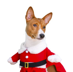 Basenji dog dressed in Santa Claus suit. Isolated on the white background.